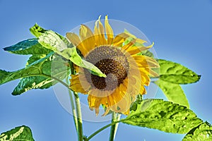 Close-up of a bright yellow sunflower Helianthus annuus