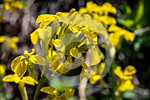 Close Up of Bright Yellow Wallflower Blooming In Summer