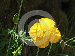 Close up of a bright yellow welsh poppy flower and seed pods with sunlit green vegetation against a dark background