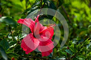 A close-up of a brightly blooming pink Zhu Jin flower, Hibiscus rosa-sinensis Linn.