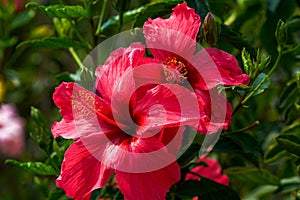 A close-up of a brightly blooming pink Zhu Jin flower, Hibiscus rosa-sinensis Linn.