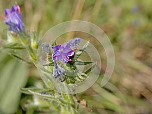Close up of brigt purple  viper`s bugloss flower