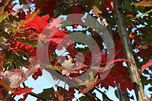 Close up of brilliant red and green leaves on an Oak tree changing colors in the fall at Richard Bong State Recreation Area