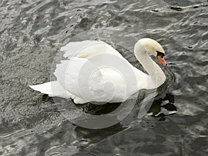 Close up brilliant white swan arched wings against black river.