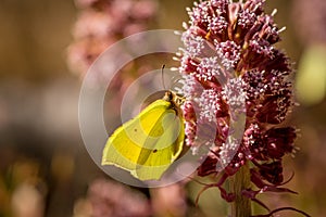 Close up of a Brimstone butterfly on a pink flower