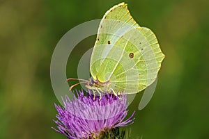Close up of a brimstone butterfly on a pink flower