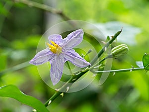 Close up of Brinjal flower