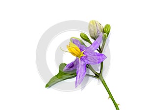 Close up of Brinjal flower on white background