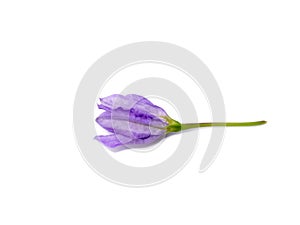 Close up Brinjal flower on white background