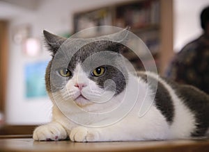 Close up british shorthair blue and white cat on wooden table at home