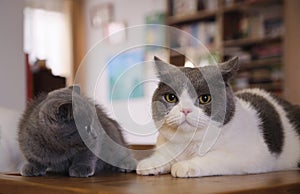 Close up british shorthair blue and white cat on wooden table at home