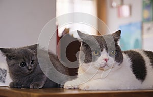 Close up british shorthair blue and white cat on wooden table at home