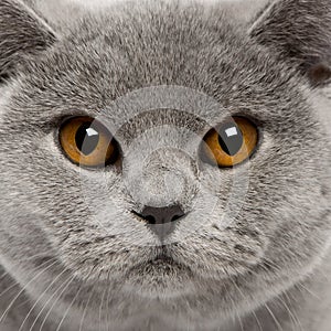 Close-up of British Shorthair Cat
