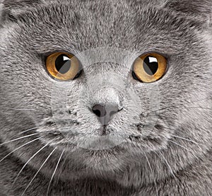 Close-up of British Shorthair cat