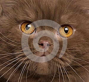 Close-up of British shorthair cat, 2 years old