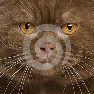 Close-up of British shorthair cat, 2 years old