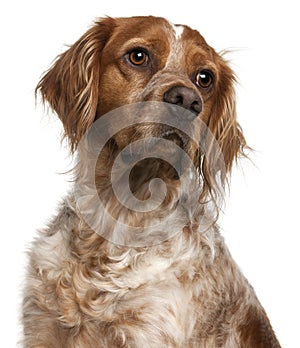 Close-up of Brittany dog, 3 years old