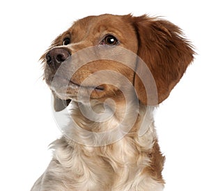 Close-up of Brittany puppy