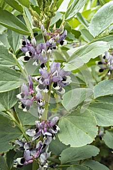 Close up of broad bean plant (Vicia faba) in flower