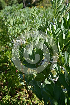 Close-up of Broad Beans Plant in Bloom, Vicia Faba, Nature