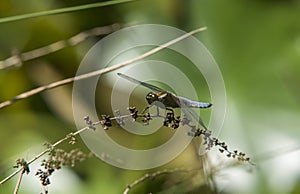 Close up of a Broad-bodied Chaser - Libellula depressa resting on a dead flower stem. 6