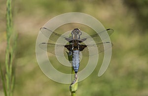 Close up of a Broad-bodied Chaser - Libellula depressa resting on an Iris stem. 1