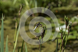 Close up of a Broad-bodied Chaser - Libellula depressa resting on an Iris stem. 2