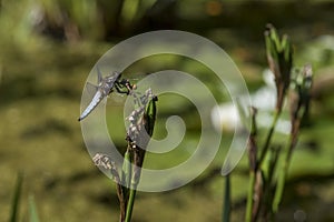 Close up of a Broad-bodied Chaser - Libellula depressa resting on an Iris stem. 3