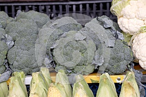 Close up of Broccoli heads  Brassica oleracea