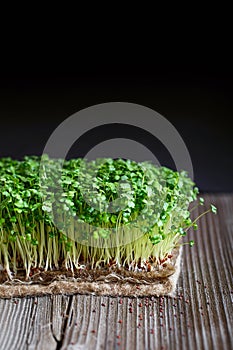 Close-up of broccoli microgreens with seeds and roots on the Jute Microgreens Grow Mats. Sprouting Microgreens on the Hemp