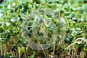 Close-up of broccoli microgreens in the wooden box. Sprouting Microgreens. Seed Germination at home. Vegan and healthy