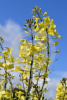 Close-up of Broccolini Bloom, Nature