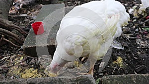 Close Up Broiler Chicken White Feather Pecking Food