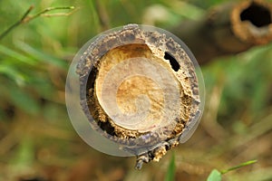 Close up of broken bamboo plant