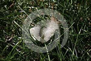 Close-up of a broken bird`s egg from which the fledgling has already hatched