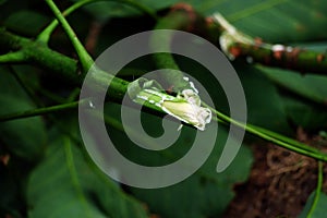 Close-up of a broken rubber tree branch releasing white sap.