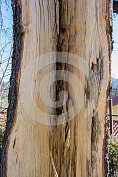 Close-up of broken tree's bark, trees surface, texture, nature concept