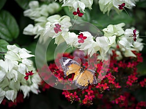 Close up broken wing orange butterfly Plain Tiger Danaus chrysippus chrysippus on red flower with green garden background