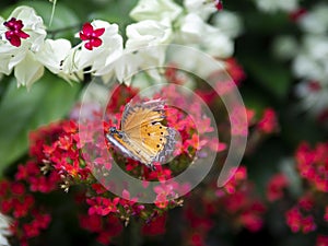 Close up broken wing orange butterfly Plain Tiger Danaus chrysippus chrysippus on red flower with green garden background