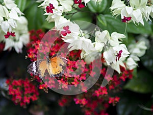 Close up broken wing orange butterfly Plain Tiger Danaus chrysippus chrysippus on red flower with green garden background