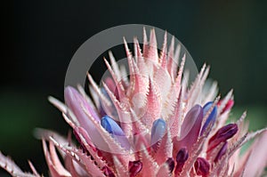 Close-up of Bromelia flower blooming towards sun