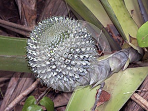 Close-up of the bromeliad