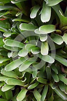 Close up of Bromeliad plant