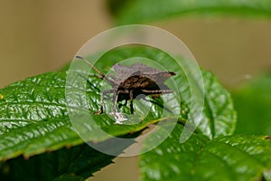 Close up of a Bronze shield bug in sunlight