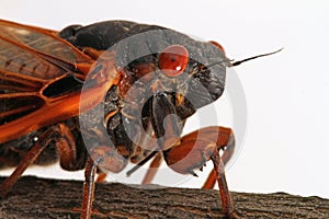 Close-up of Brood V Periodical Cicada