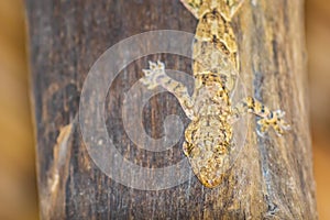Close up of a Brooke`s house gecko or spotted house gecko, Hemid