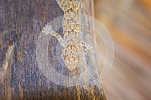 Close up of a Brooke`s house gecko or spotted house gecko, Hemidactylus brookii, reptile climbing on wood