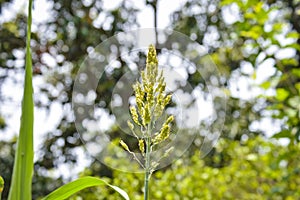 Close up of the broom corn. Broom corn. Field of Sorghum Millet. With Selective Focus on the Subject.