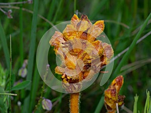 Broomrape on meadow