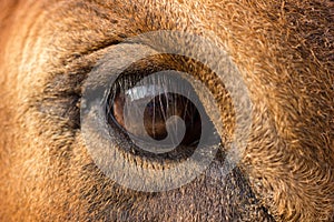 Close up of brown 5 year old Holstein/ jersey  cow`s eye looking at the camera.